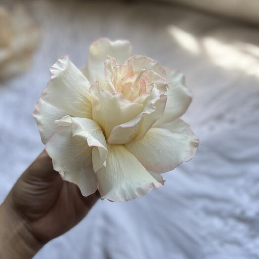 French Rose candle with gradient
