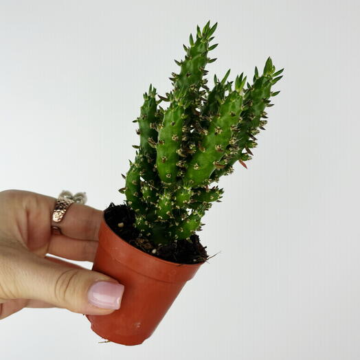Аустроцилиндропунция
Суккулент комнатный 🌵