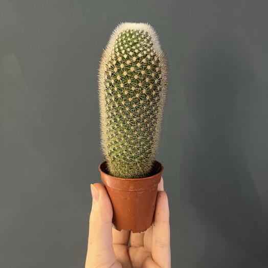 Кактус