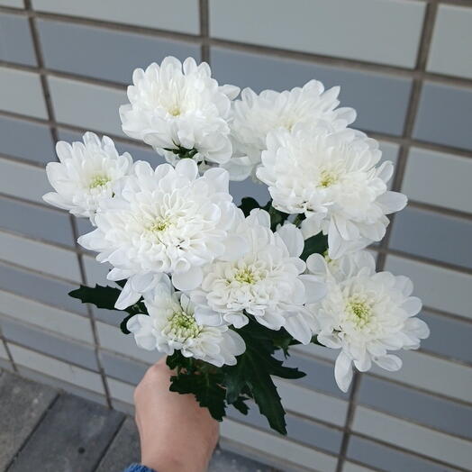 Хризантема кустовая алтай