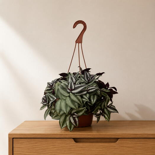 Tradescantia zebrina