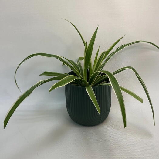 Хлорофитум / Chlorophytum