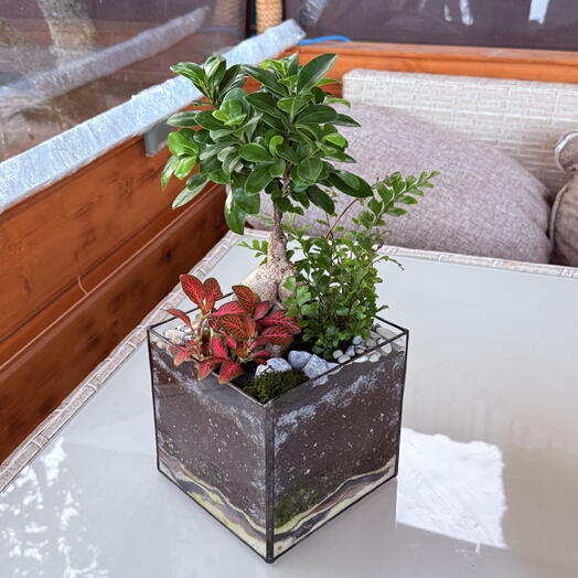 FloRoom флорариумы и растения