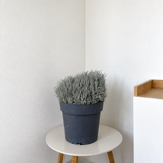 Lavender Grey – Fragrant Mediterranean Beauty