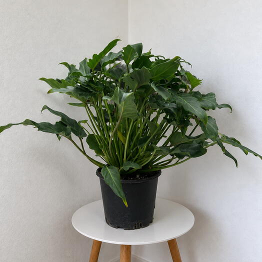 Philodendron ‘Xanadu  – Lush Tropical Statement Plant