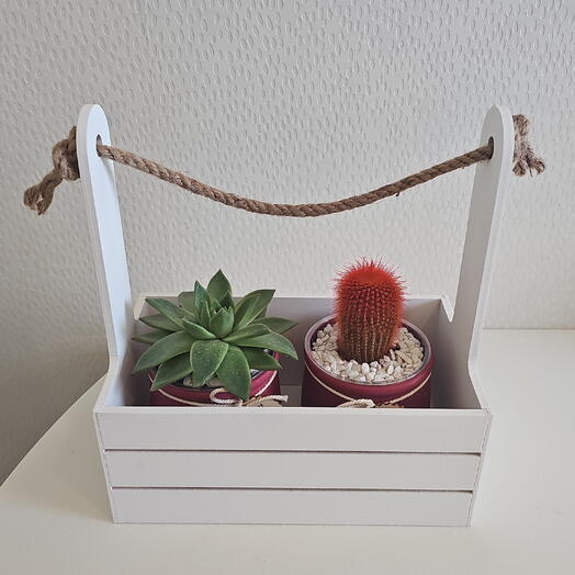 Суккулент и кактус в горшке. Композиция в деревянном ящичке под ключ