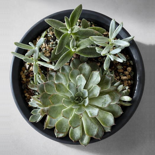 Ready Plants