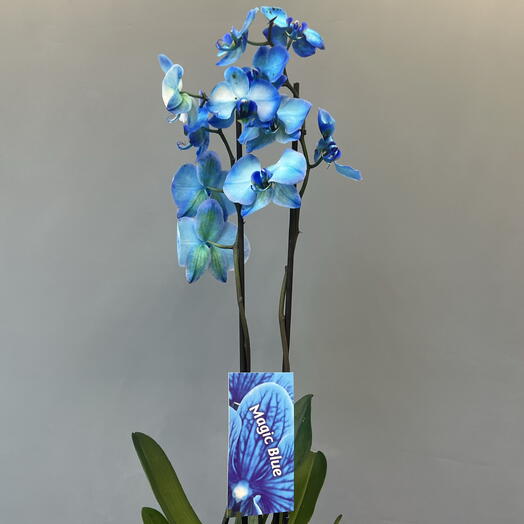 Орхидея Фаленопсис большая