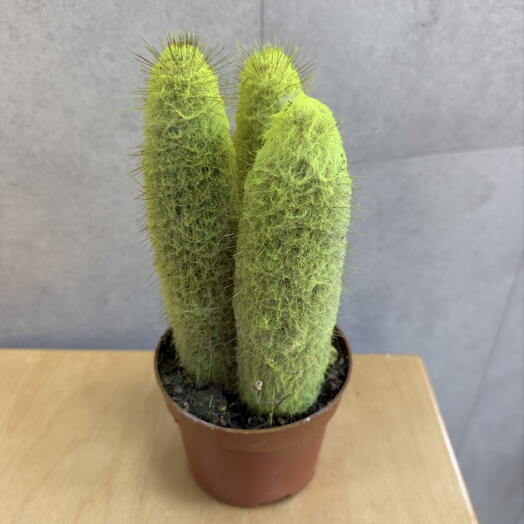 Cactus grusoni