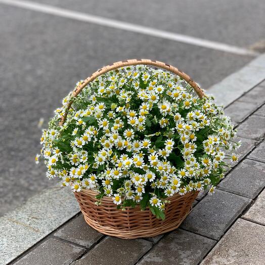 Daisies in the Basket