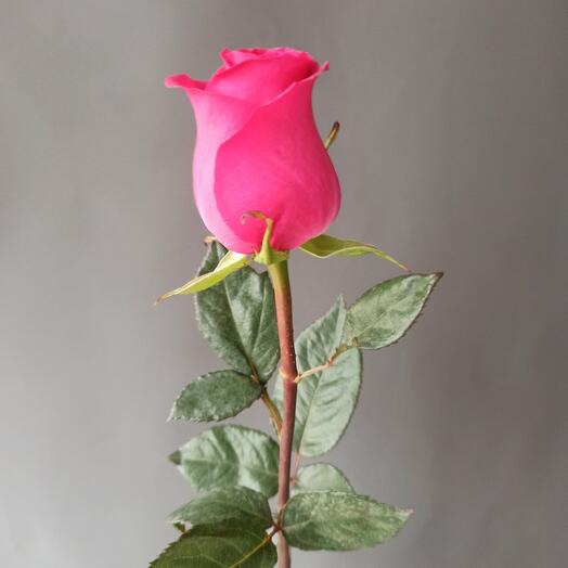 Rosa Gotcha