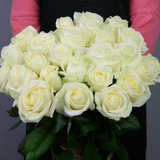 Rosa blanca