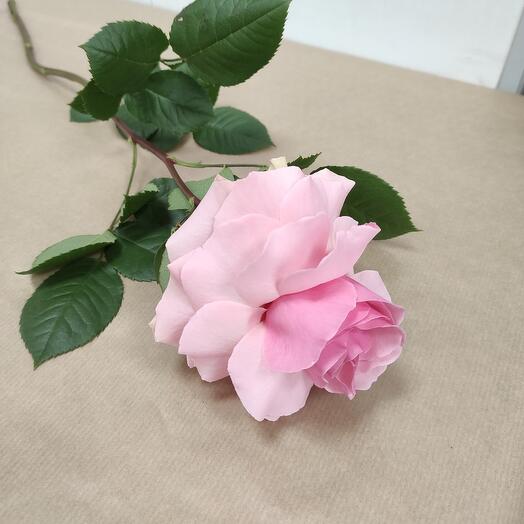 French Rose