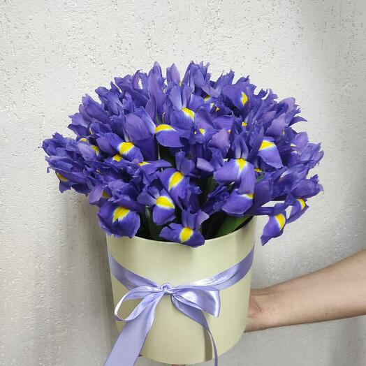 31 iris in a hatbox