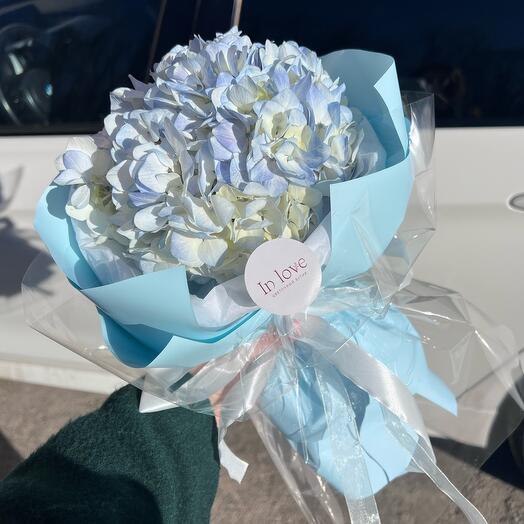 Гортензия голубая🤍