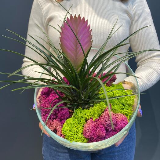 Tillandsia in a colorful design