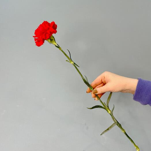 Dianthus red