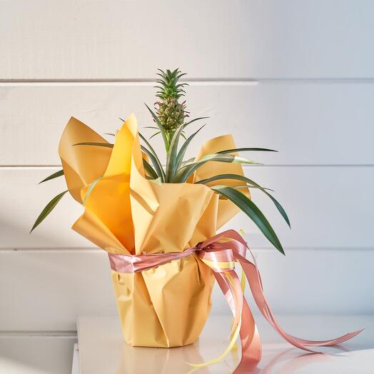 Piña en Caja de regalo