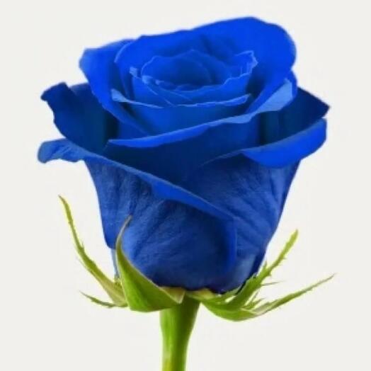 Синие розы 💙💙💙