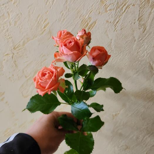 Rose Bush