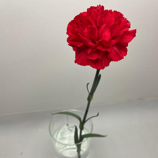 Clavel