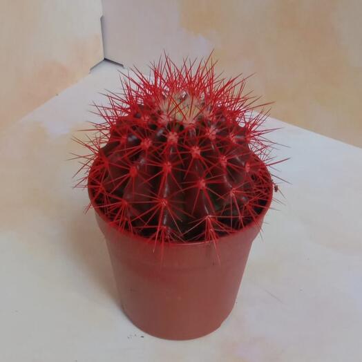Cactus bola roja