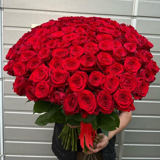 101 roses under the ribbon