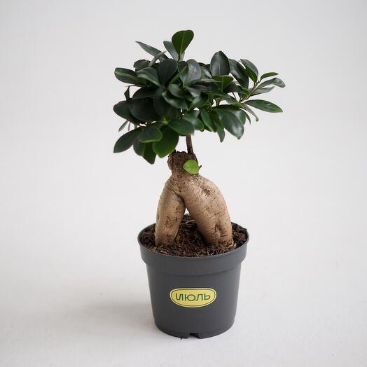 Ficus Ginseng (bonsai)