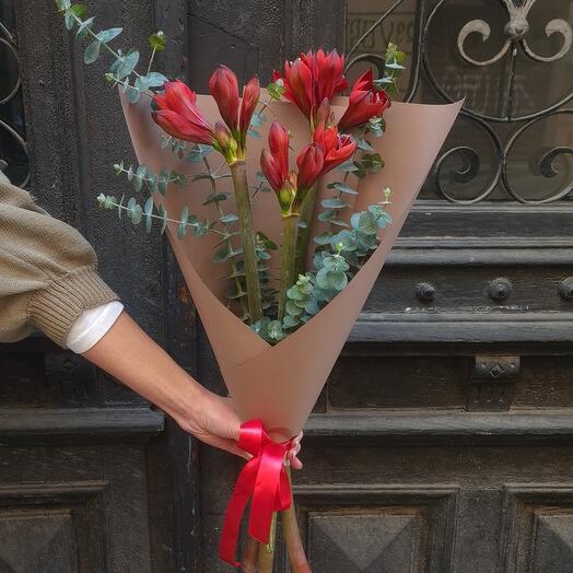 Red Amaryllis ️