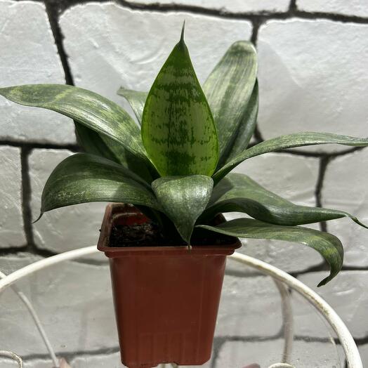 Sansevieria Hanni