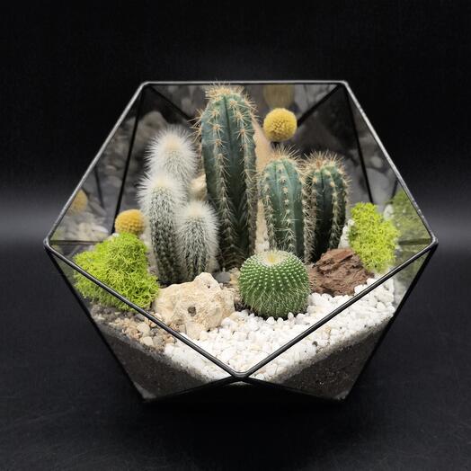 Флорариум с Кактусами