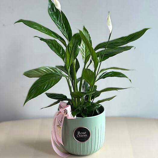 Peace Lilly Spathiphyllum Indoor Plant