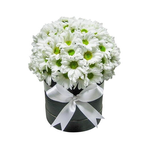 Box daisy