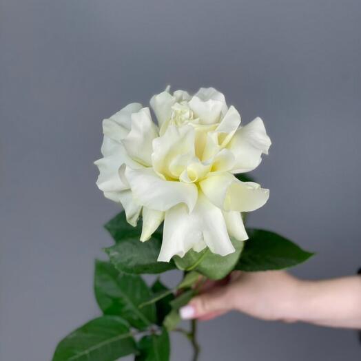 The French Rose