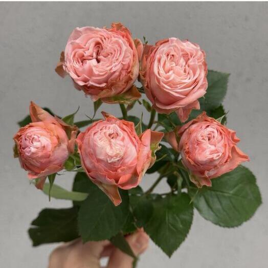 Пионовидная кустовая Роза Madam Bombastic штучно (от 5 шт)