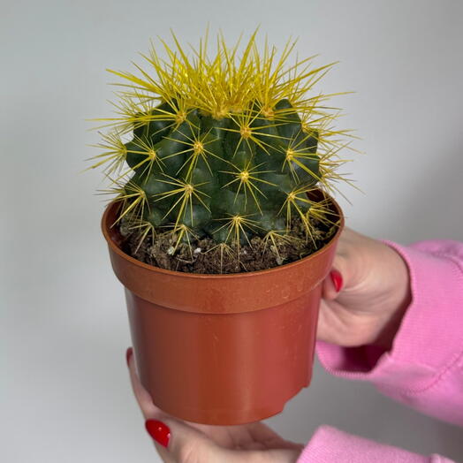 Эхинокактус желтый