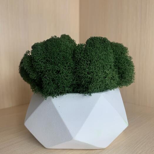 Кашпо со мхом