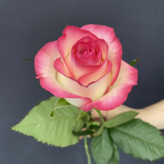 The rose is pink