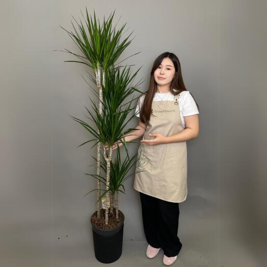 Драцена 150 см