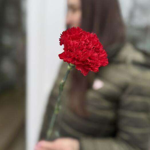 Гвоздика красная