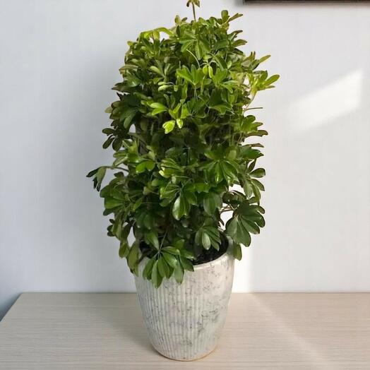 Schefflera Actinophylla (Umbrella Tree)