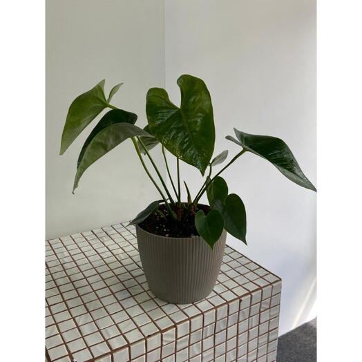 Антуриум пересаженный