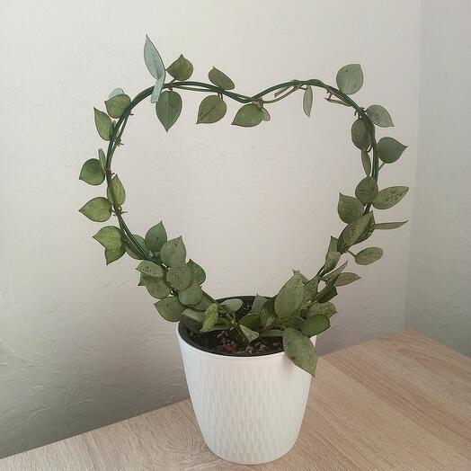 Хойя Эскимо Сильвер. Сердце