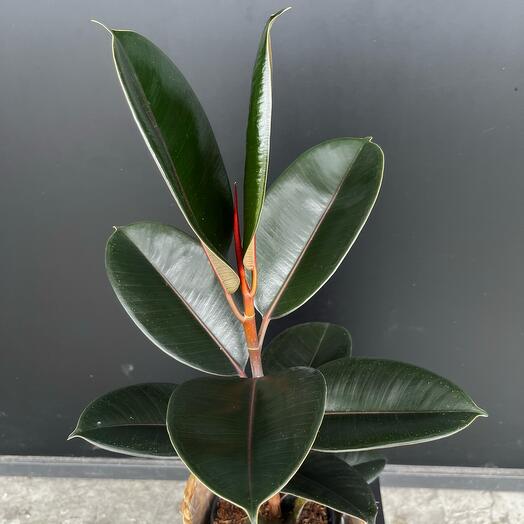 Ficus elastica