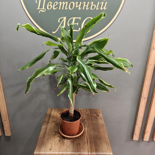 Комнатное растение драцена