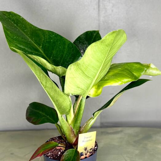 Филодендрон Imperial Green