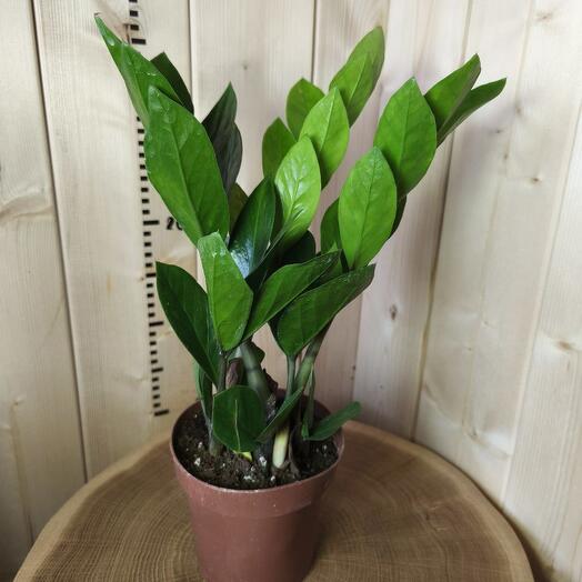 Замиокулькас Zamioculcas Долларовое дерево