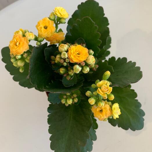 Яркое каланхоэ 🤗