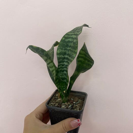 Sansevieria trifasciata