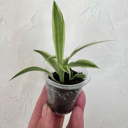 Хлорофитум хохлатый